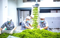 来凤何以荣膺“世界藤茶之乡”