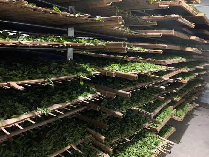 茶叶香气研究进展③：茶叶中香气的变化和形成机理