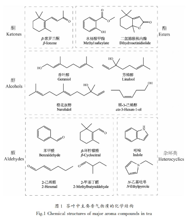 茶叶香气研究进展①：六大茶类中关键香气物质