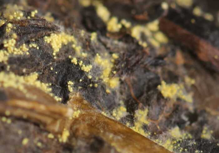 茶叶香气研究进展①：六大茶类中关键香气物质