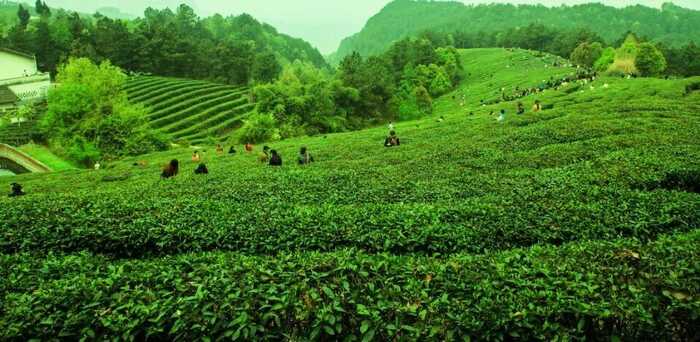 茶韵飘香，山水共赏​