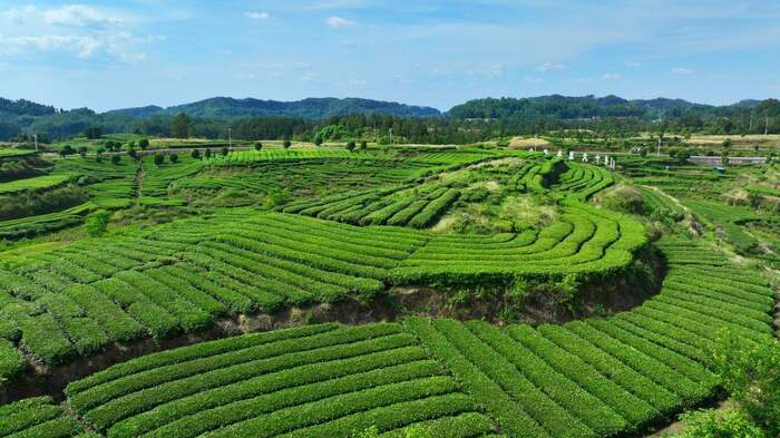 茶韵飘香，山水共赏​
