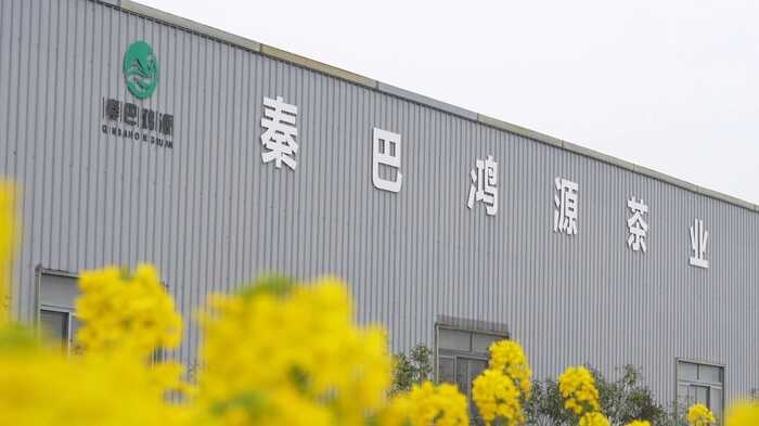 茶韵飘香，山水共赏​