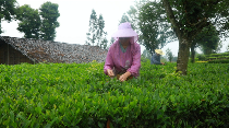 茶韵飘香，山水共赏​