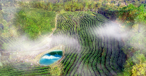 茶韵飘香，山水共赏​