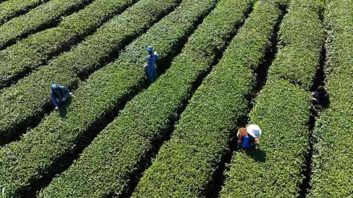 茶韵飘香，山水共赏​
