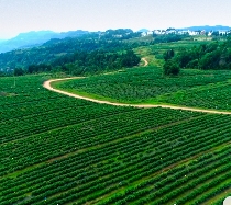 茶韵飘香，山水共赏​