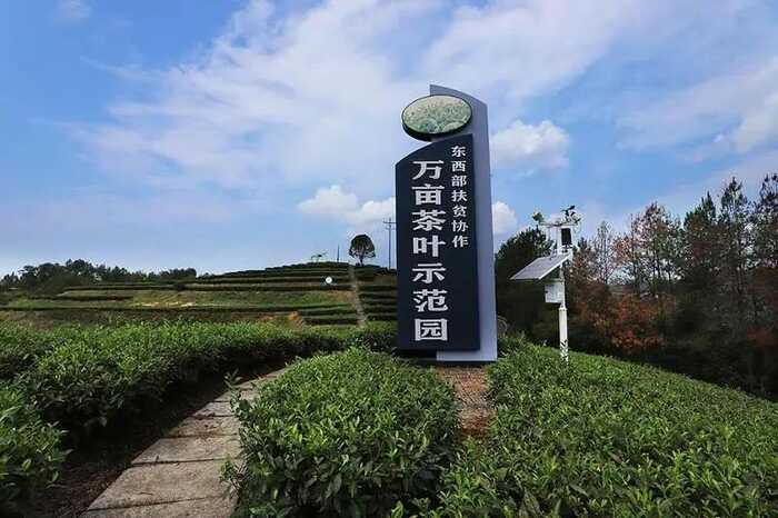 茶韵飘香，山水共赏​