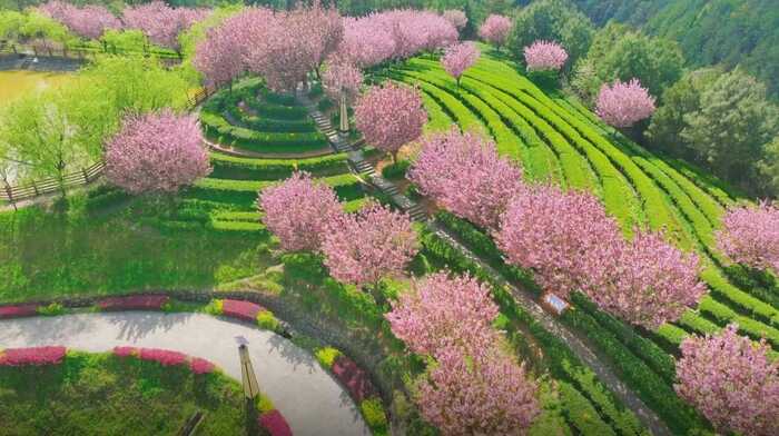 茶韵飘香，山水共赏​