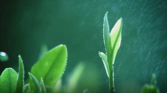 茶韵飘香，山水共赏​