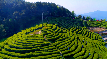 茶韵飘香，山水共赏​