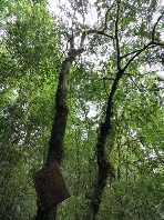 西南林业大学古茶树研究团队践行“两山”理论的途径