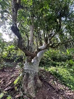 西南林业大学古茶树研究团队践行“两山”理论的途径