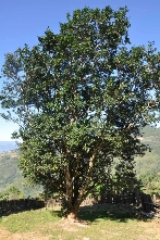 西南林业大学古茶树研究团队践行“两山”理论的途径