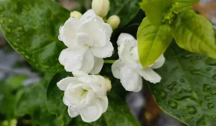 喷一喷即可降本增效！茉莉花茶窨制增香新路径