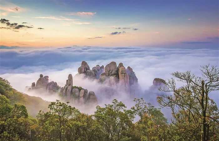 福建福鼎白茶文化系统保护发展之路