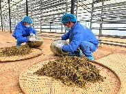 从山野到世界 澜沧县勐朗镇一片茶叶的“酸”功夫