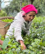 从山野到世界 澜沧县勐朗镇一片茶叶的“酸”功夫