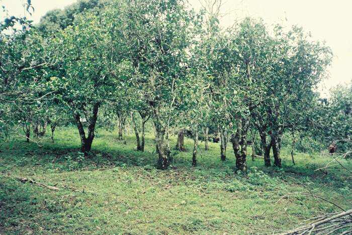 班章“孔雀”是怎么诞生的？这只“孔雀”从哪里来？