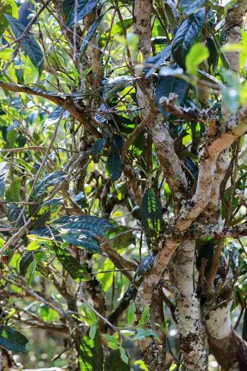 班章“孔雀”是怎么诞生的？这只“孔雀”从哪里来？