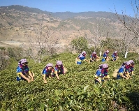 科技为笔绘“金叶” 凤庆规上企业新设立研发机构激活茶产业新动能