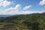 从守“一片叶”到护得“金山银山”——澜沧县富邦乡推动茶产业发展