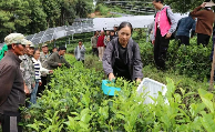 从守“一片叶”到护得“金山银山”——澜沧县富邦乡推动茶产业发展