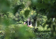 从守“一片叶”到护得“金山银山”——澜沧县富邦乡推动茶产业发展