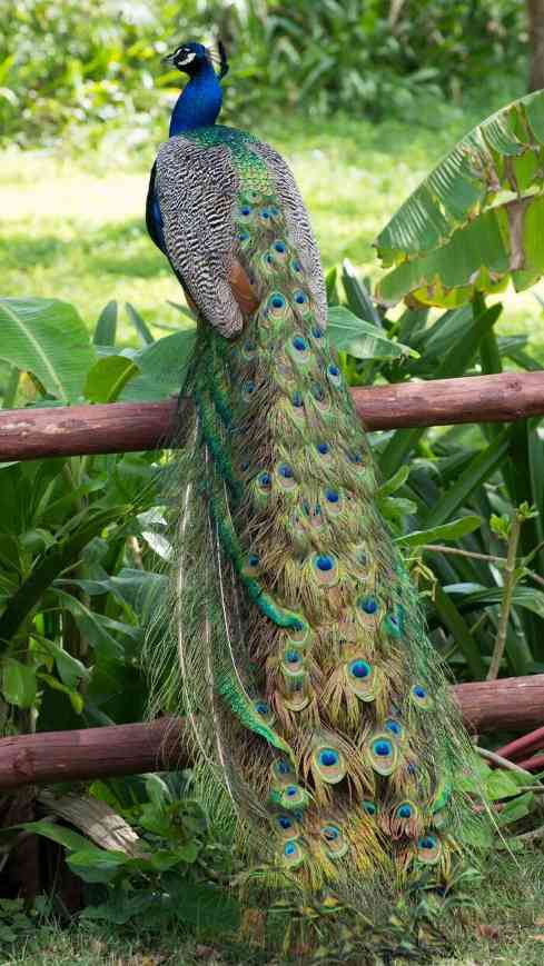 班章“孔雀”是怎么诞生的？这只“孔雀”从哪里来？