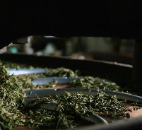 科技为笔绘“金叶” 凤庆规上企业新设立研发机构激活茶产业新动能