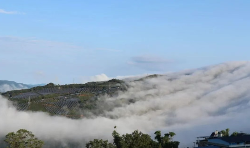 从守“一片叶”到护得“金山银山”——澜沧县富邦乡推动茶产业发展