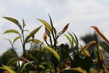 从守“一片叶”到护得“金山银山”——澜沧县富邦乡推动茶产业发展