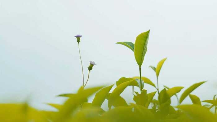 昆明七彩云南®庆沣祥®茶业股份有限公司荣获2025年【助力乡村振兴龙头企业 】称号