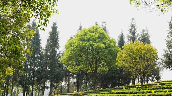 昆明七彩云南®庆沣祥®茶业股份有限公司荣获2025年【助力乡村振兴龙头企业 】称号