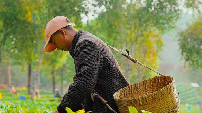 昆明七彩云南®庆沣祥®茶业股份有限公司荣获2025年【助力乡村振兴龙头企业 】称号