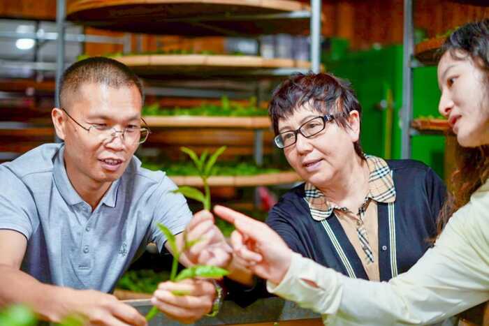 标准化普及与加工工艺升级培训助力景迈山茶产业高质量发展