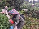 都匀夏秋茶提质增效探新路：延长采摘期，拉长产业链