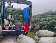 都匀夏秋茶提质增效探新路：延长采摘期，拉长产业链
