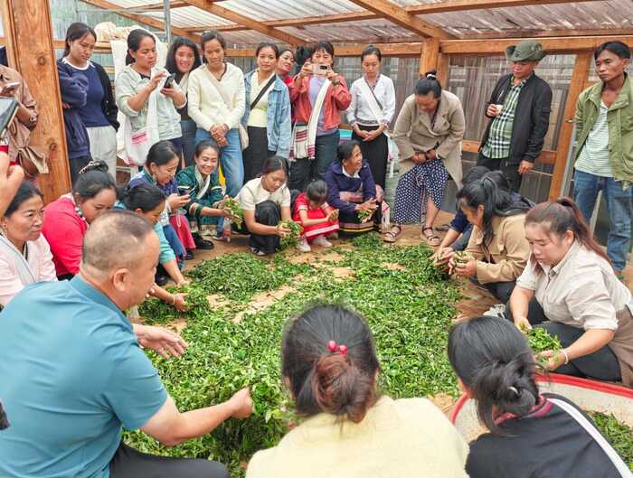 标准化普及与加工工艺升级培训助力景迈山茶产业高质量发展