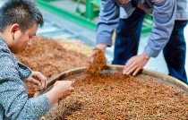 标准化普及与加工工艺升级培训助力景迈山茶产业高质量发展