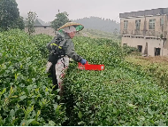 都匀夏秋茶提质增效探新路：延长采摘期，拉长产业链