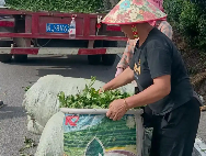 都匀夏秋茶提质增效探新路：延长采摘期，拉长产业链