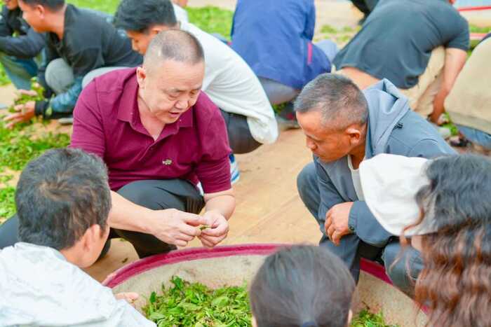 标准化普及与加工工艺升级培训助力景迈山茶产业高质量发展