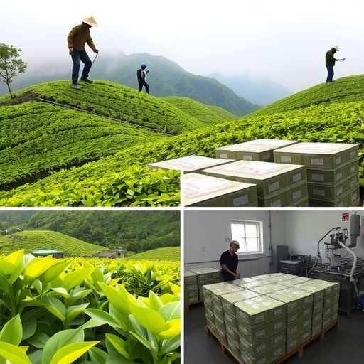 都匀夏秋茶提质增效探新路：延长采摘期，拉长产业链