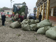 都匀夏秋茶提质增效探新路：延长采摘期，拉长产业链