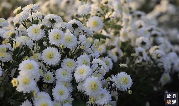 歙县：黄山贡菊有了“数字身份证”