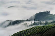 “后申遗时代”的中国茶：解锁传承与创新密码