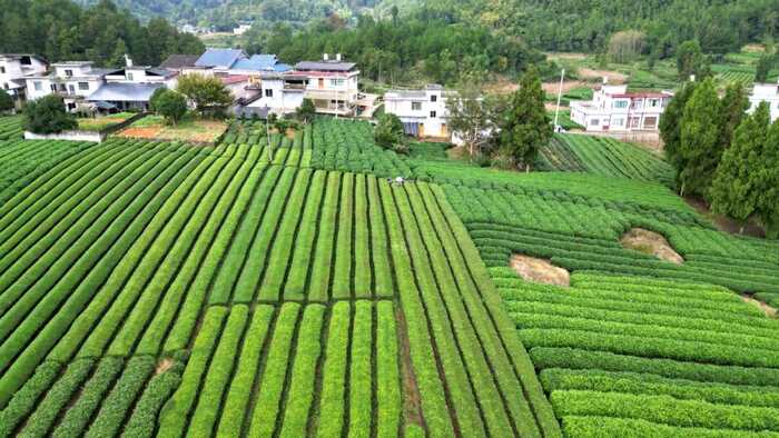 湄潭复兴镇：无人机助力茶园秋冬管护