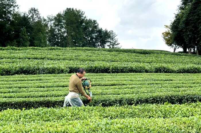 湄潭复兴镇：无人机助力茶园秋冬管护