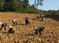 老茶园焕新种 “白茶1号”开启茶产业升级路